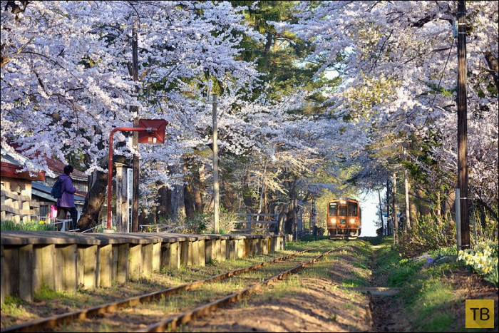 Потрясающие фотографии цветущего городка Аомори в Японии, от фотографа Sho Shibata (16 фото)