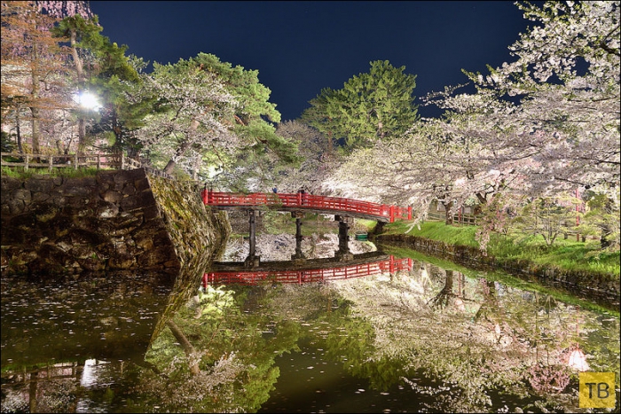 Потрясающие фотографии цветущего городка Аомори в Японии, от фотографа Sho Shibata (16 фото)