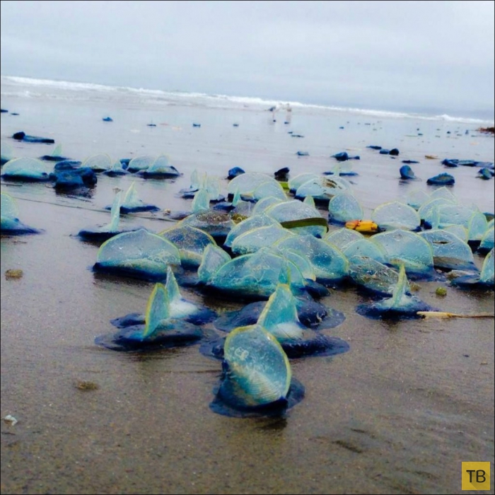 Пляжи штата Орегон покрыты тысячами медуз (5 фото)