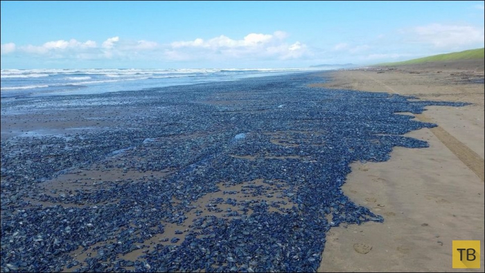 Пляжи штата Орегон покрыты тысячами медуз (5 фото)