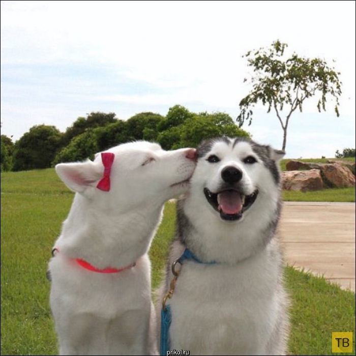 Подборка забавных фотографий о собачьей дружбе (19 фото)