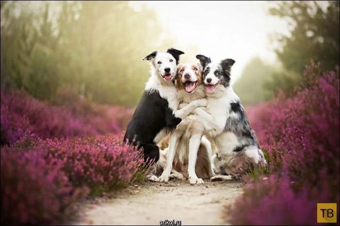 Подборка забавных фотографий о собачьей дружбе (19 фото)