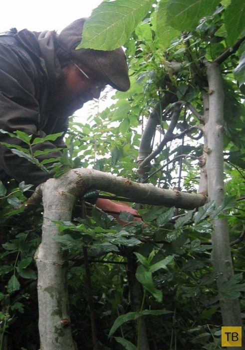 Британская компания "Full Grown" выращивает мебель из деревьев (9 фото)