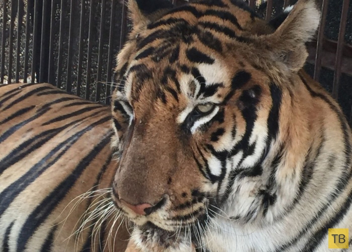 «Международные защитники животных» спасли пуму и тигра из плена кочующего цирка в Перу (6 фото)