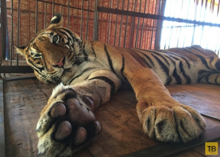 «Международные защитники животных» спасли пуму и тигра из плена кочующего цирка в Перу (6 фото)