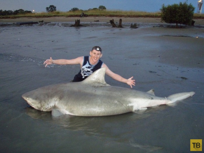 47-летний австралийский серфер отбился  от акулы голыми руками (5 фото)