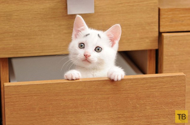 Забавный котик Гэри из Манчестера - новая звезда Интернета (10 фото)