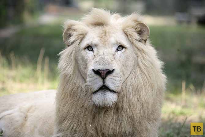 Белые львы (5 фото)
