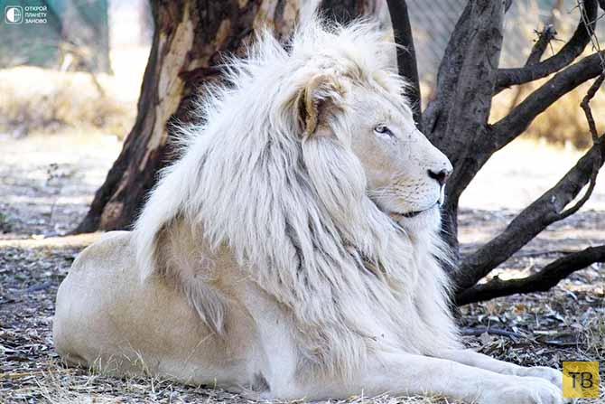 Белые львы (5 фото)