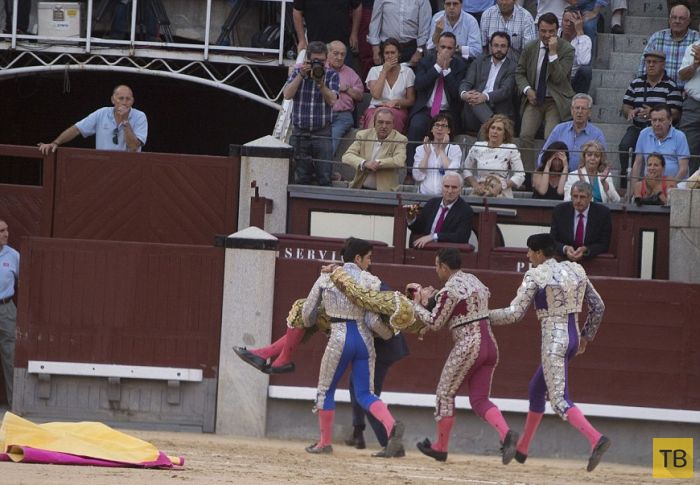 Бык поднял на рога матадора на фестивале в Мадриде (5 фото)