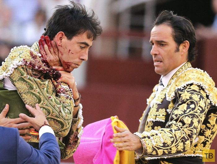 Бык поднял на рога матадора на фестивале в Мадриде (5 фото)