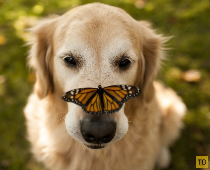 Красочные фотографии животных с бабочками (18 фото)