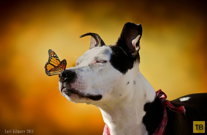 Красочные фотографии животных с бабочками (18 фото)