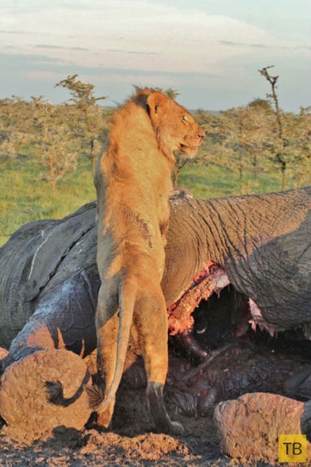 Гиена спасалась ото львов в туше убитого слона (6 фото)