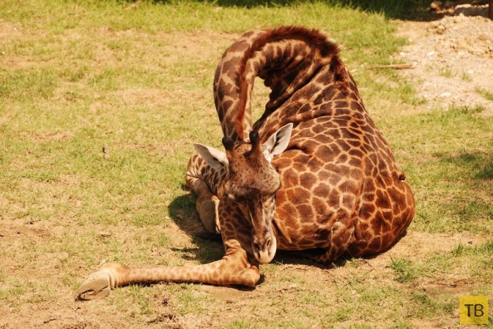 Необычные фотографии спящих жирафов (12 фото)
