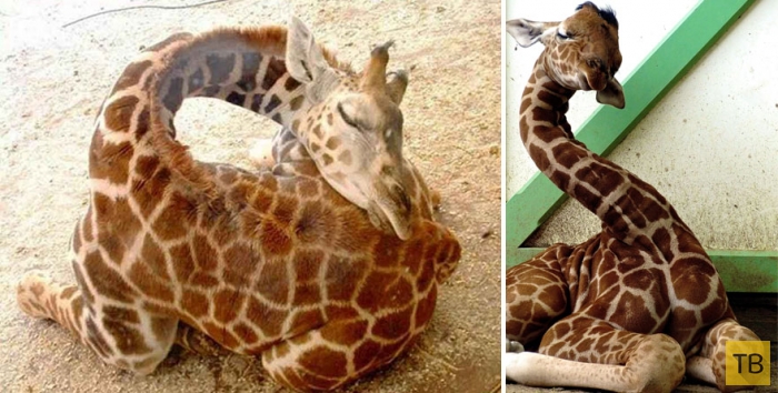 Необычные фотографии спящих жирафов (12 фото)