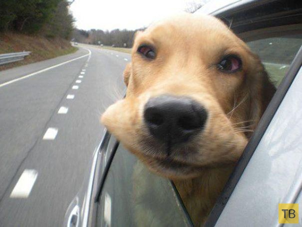 Прикольные собачки в окне автомобиля (20 фото)