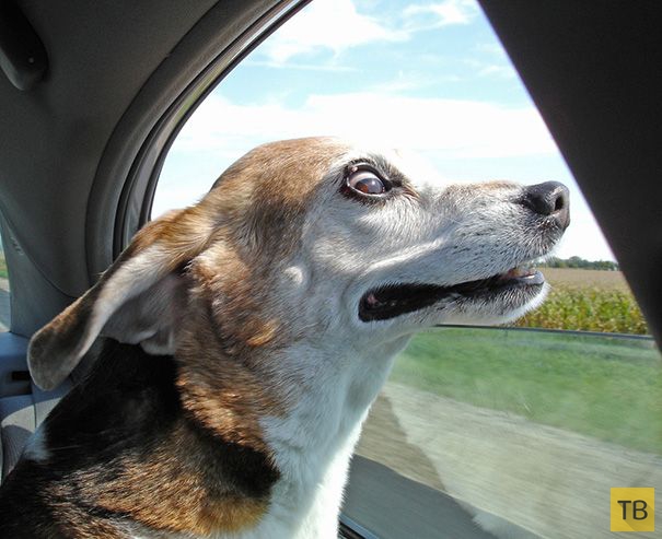 Прикольные собачки в окне автомобиля (20 фото)