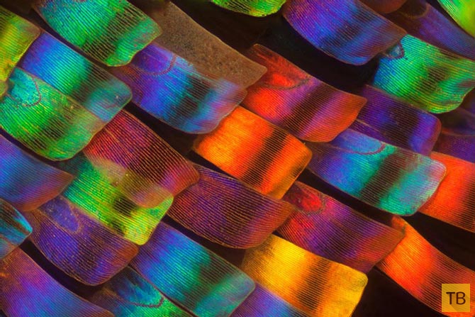 Удивительные макрофотографии крыльев бабочек (12 фото)
