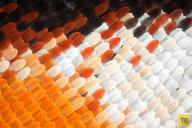 Удивительные макрофотографии крыльев бабочек (12 фото)