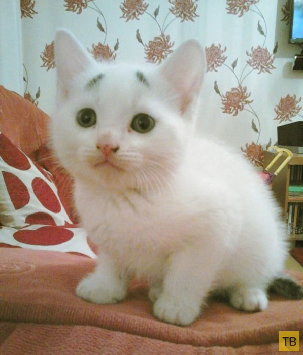 Забавный котик Гэри из Манчестера - новая звезда Интернета (10 фото)
