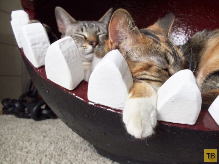Зубастая кровать для кота от фаната Марио своими руками (11 фото)