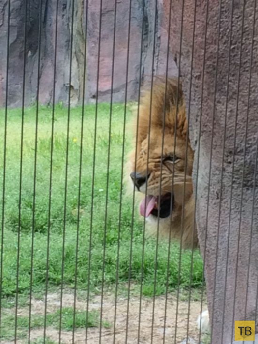 Львица нарушила покой льва (4 фото)