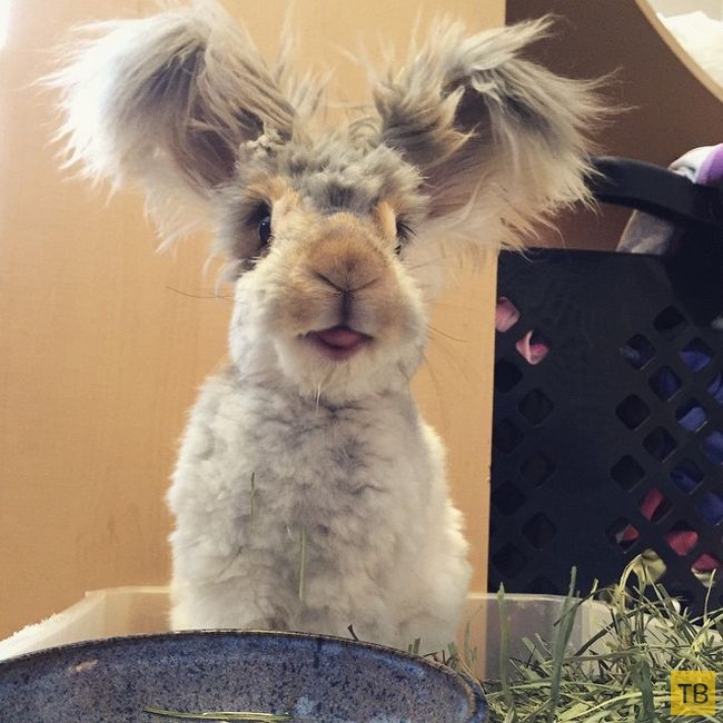 Восходящая звезда Instagram - кролик по кличке Уолли (11 фото)