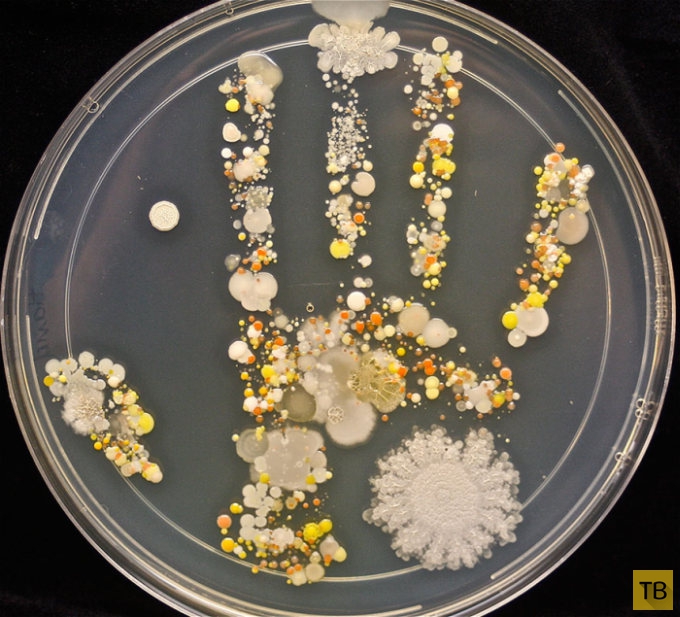 Какие бактерии живут на наших руках (3 фото)