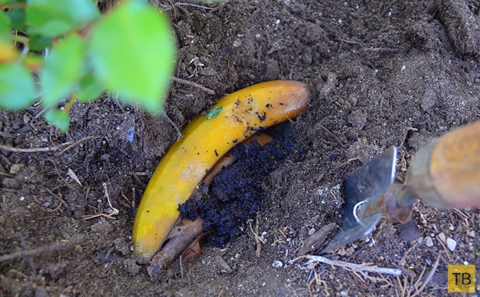 Полезное применение банановой кожуры (16 фото)