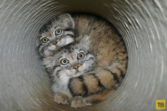 Забавные домашние котики-манулы (25 фото)