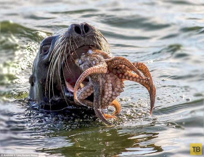 Битва между тюленем и осьминогом (10 фото)