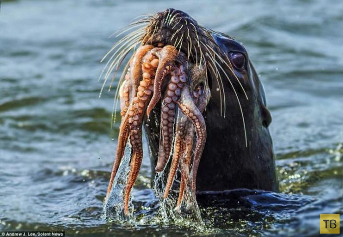 Битва между тюленем и осьминогом (10 фото)