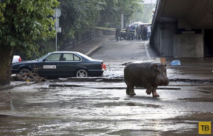 В Тбилиси спасают животных, сбежавших из зоопарка во время наводнения (19 фото)