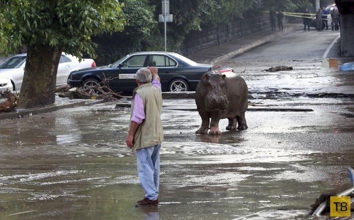 В Тбилиси спасают животных, сбежавших из зоопарка во время наводнения (19 фото)