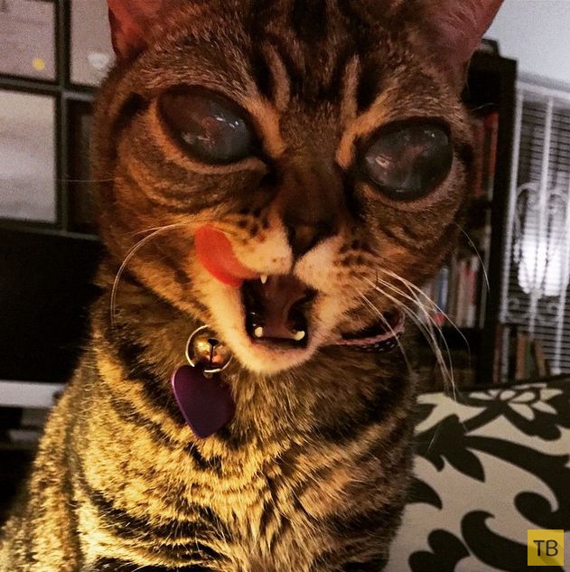 Новая звезда Instagram  - кошка Матильда, похожая на инопланетянина (15 фото)
