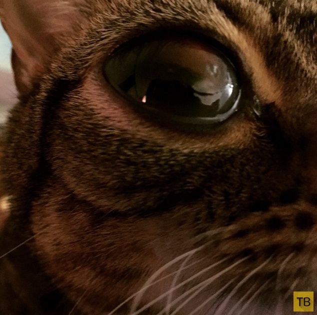 Новая звезда Instagram  - кошка Матильда, похожая на инопланетянина (15 фото)