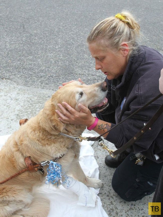 Собака-поводырь спасла слепую хозяйку (5 фото)