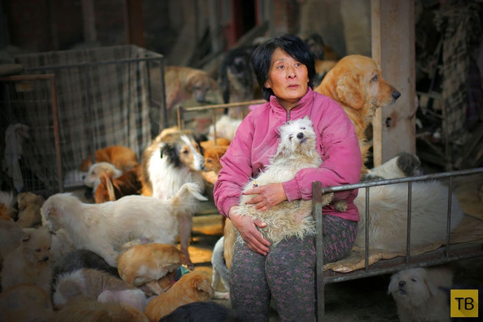 Китаянка выкупила 100 животных с Фестиваля поедания собак (16 фото)