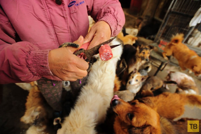 Китаянка выкупила 100 животных с Фестиваля поедания собак (16 фото)