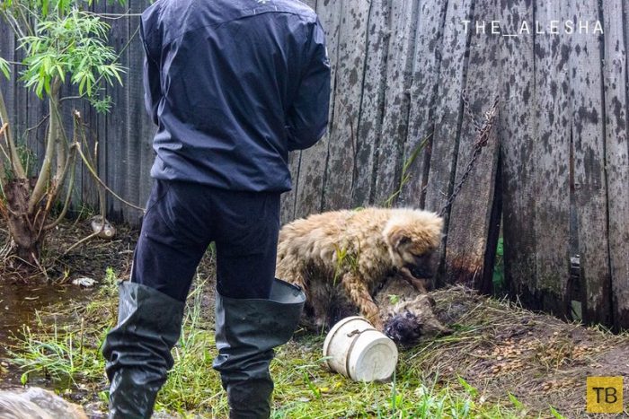Спасение животных во время наводнения в Нижневартовске (8 фото)