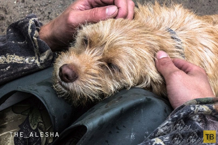 Спасение животных во время наводнения в Нижневартовске (8 фото)