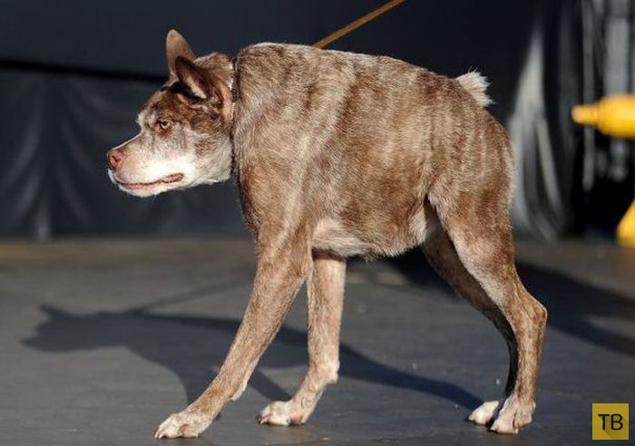 Пес Квази Модо - самая уродливая собака в мире (6 фото)