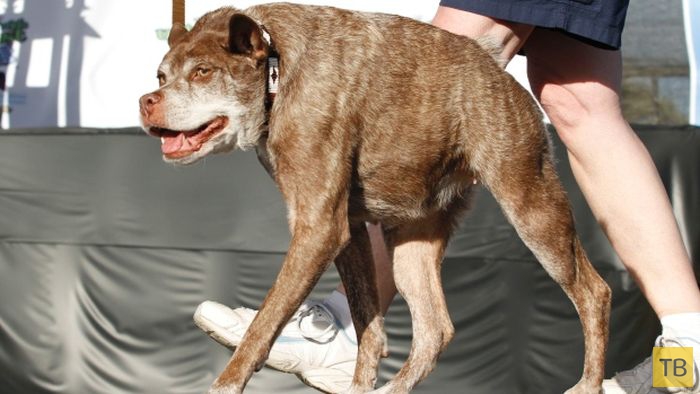 Пес Квази Модо - самая уродливая собака в мире (6 фото)