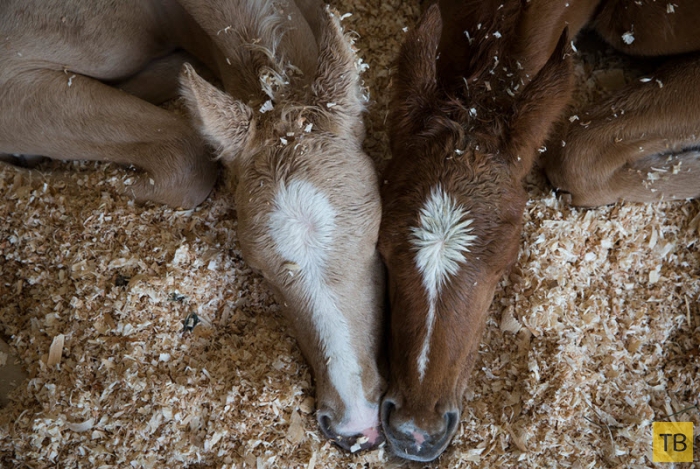 Ферма «Последний шанс» - приют для жеребят-сирот в Огайо (10 фото)