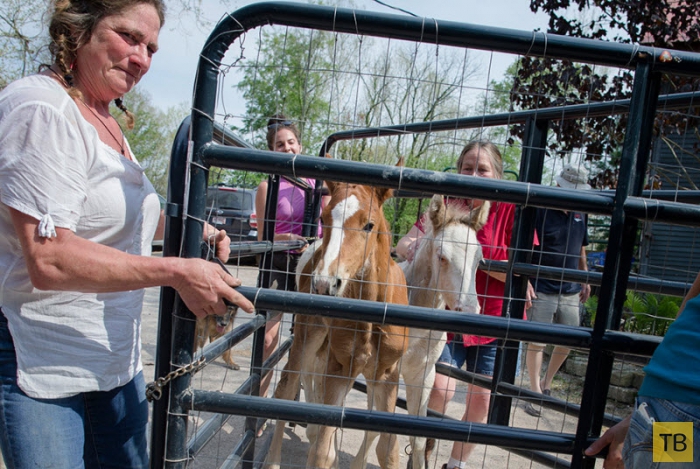 Ферма «Последний шанс» - приют для жеребят-сирот в Огайо (10 фото)