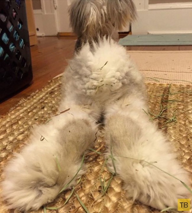 Восходящая звезда Instagram - кролик по кличке Уолли (11 фото)