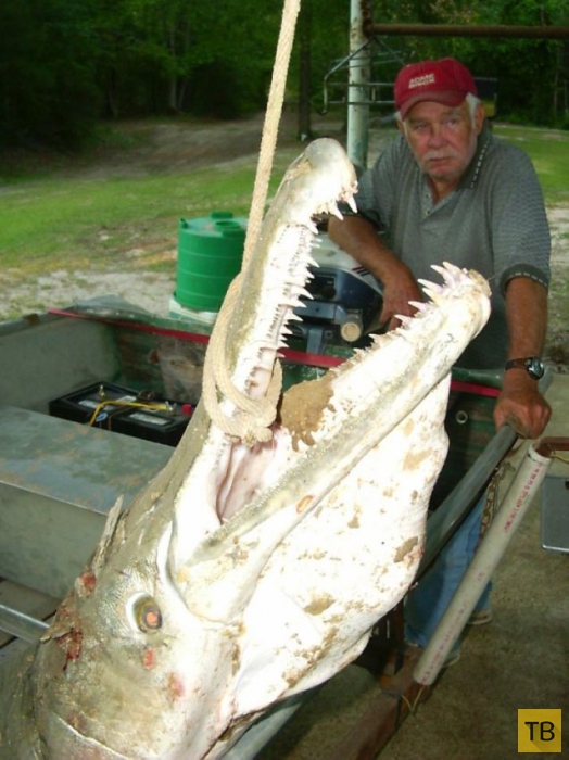 Миссисипский панцирник - доисторическая рыба с головой крокодила (16 фото)