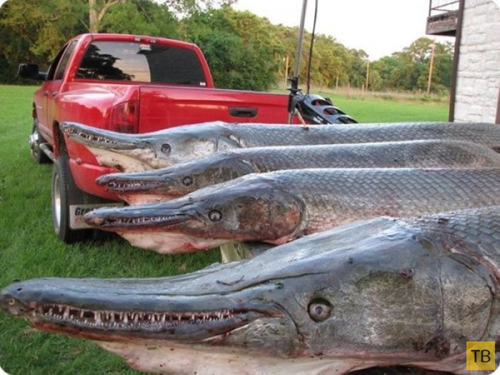 Миссисипский панцирник - доисторическая рыба с головой крокодила (16 фото)
