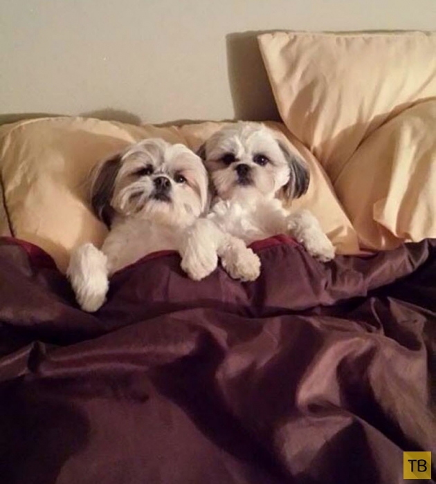 Собаки, которые спят в вашей постели (29 фото)